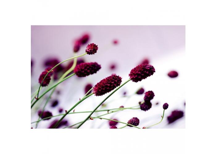 Fleece kuvatapetti Floral violet 375x250 cm