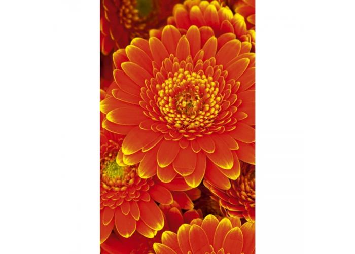 Non-woven kuvatapetti Gerbera 150x250 cm