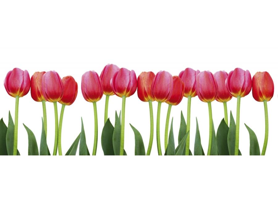 Non-woven kuvatapetti Bed of tulips 375x150 cm
