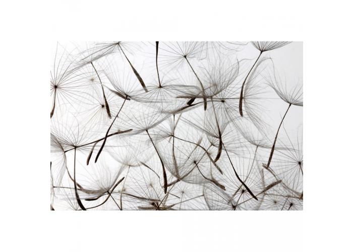 Non-woven tapetti Dandelion seeds 375 x 250 cm