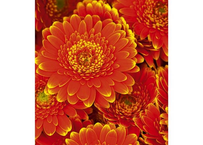 Non-woven kuvatapetti Gerbera 225x250 cm