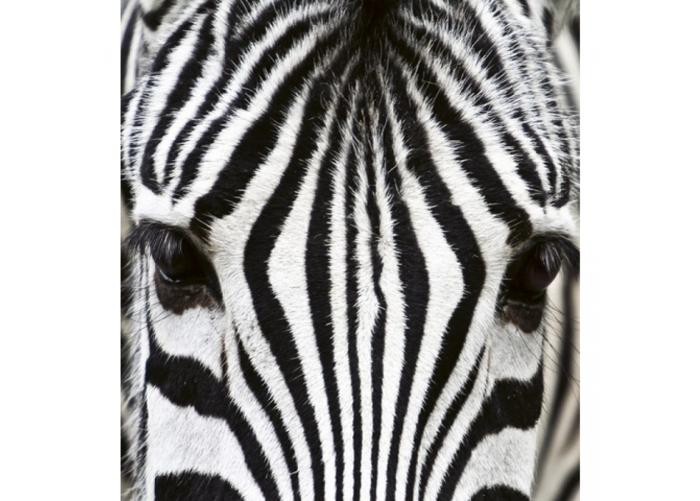 Fleece kuvatapetti Zebra 225x250 cm