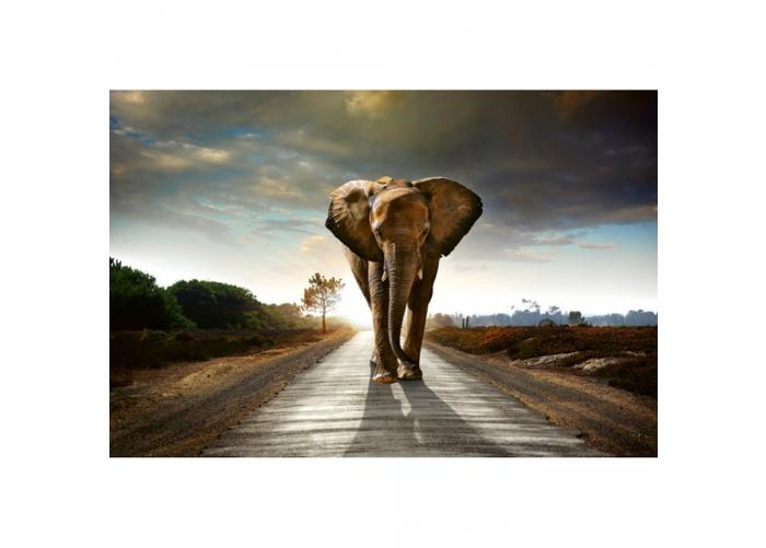 Fleece kuvatapetti Walking elephant 375x250 cm