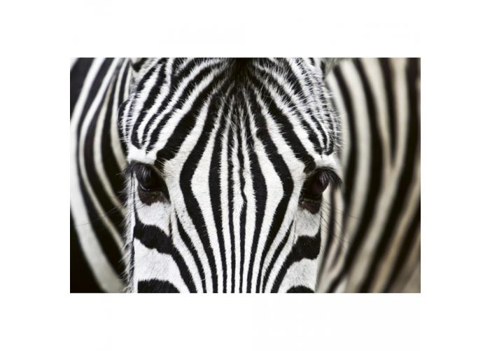 Fleece kuvatapetti Zebra 375x250 cm