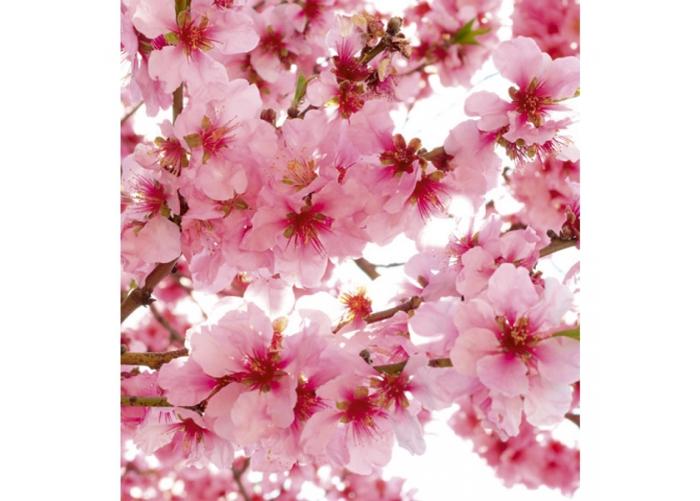 Fleece kuvatapetti Apple blossom 225x250 cm