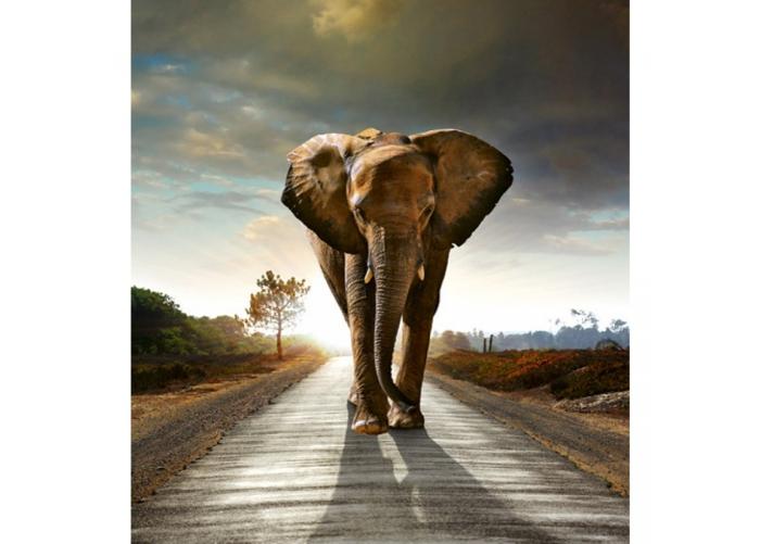 Fleece kuvatapetti Walking elephant 225x250 cm