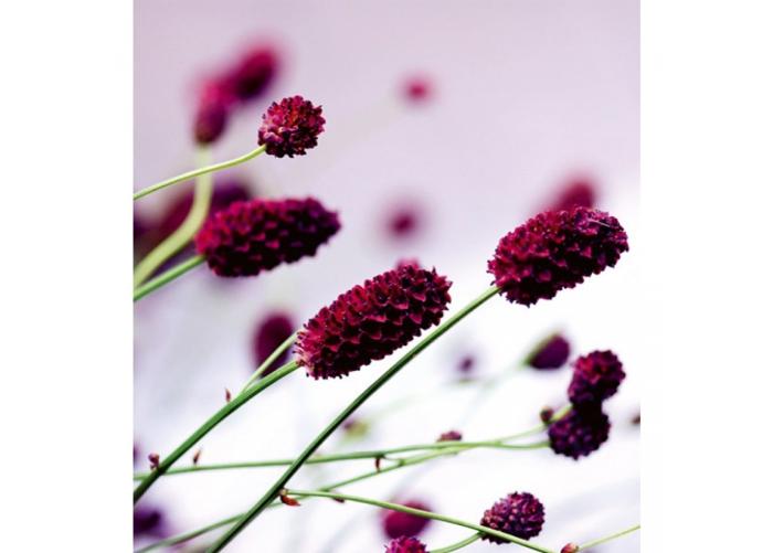 Fleece kuvatapetti Floral violet 225x250 cm
