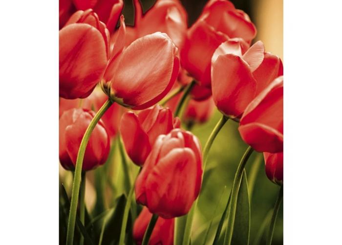 Fleece kuvatapetti Red tulips 225x250 cm