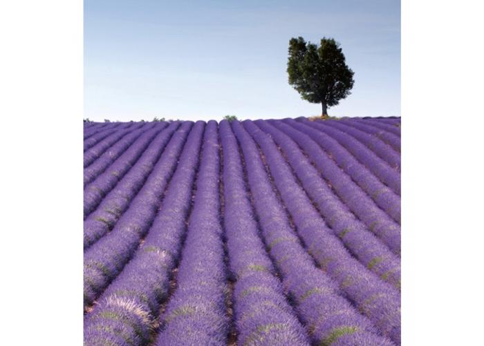 Fleece kuvatapetti Lavender field 225x250 cm