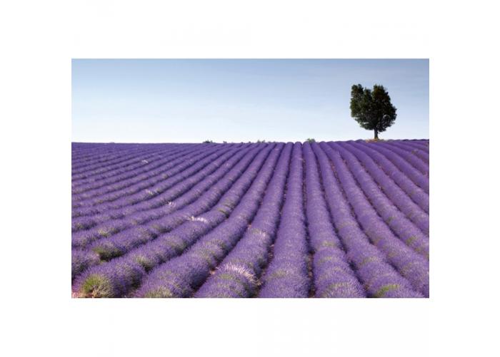 Fleece kuvatapetti Lavender field 375x250 cm