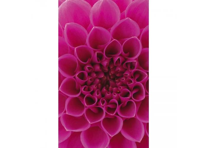 Fleece kuvatapetti Pink dahlia 150x250 cm