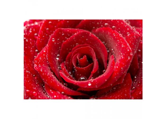 Non-woven kuvatapetti Red rose 375x250 cm