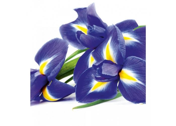 Fleece kuvatapetti Iris 225x250 cm