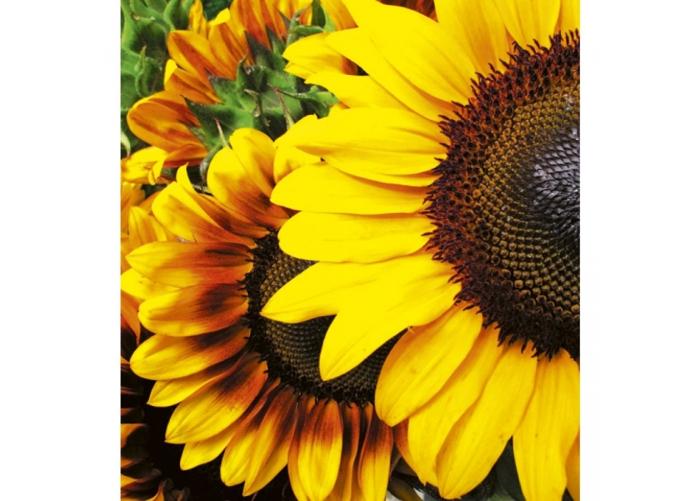 Fleece kuvatapetti Sunflowers 225x250 cm