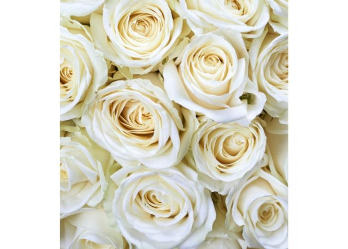 Fleece kuvatapetti White roses 225x250 cm