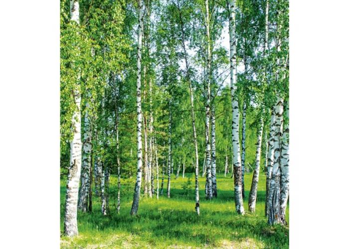 Non-woven kuvatapetti Birch grow 225x250 cm