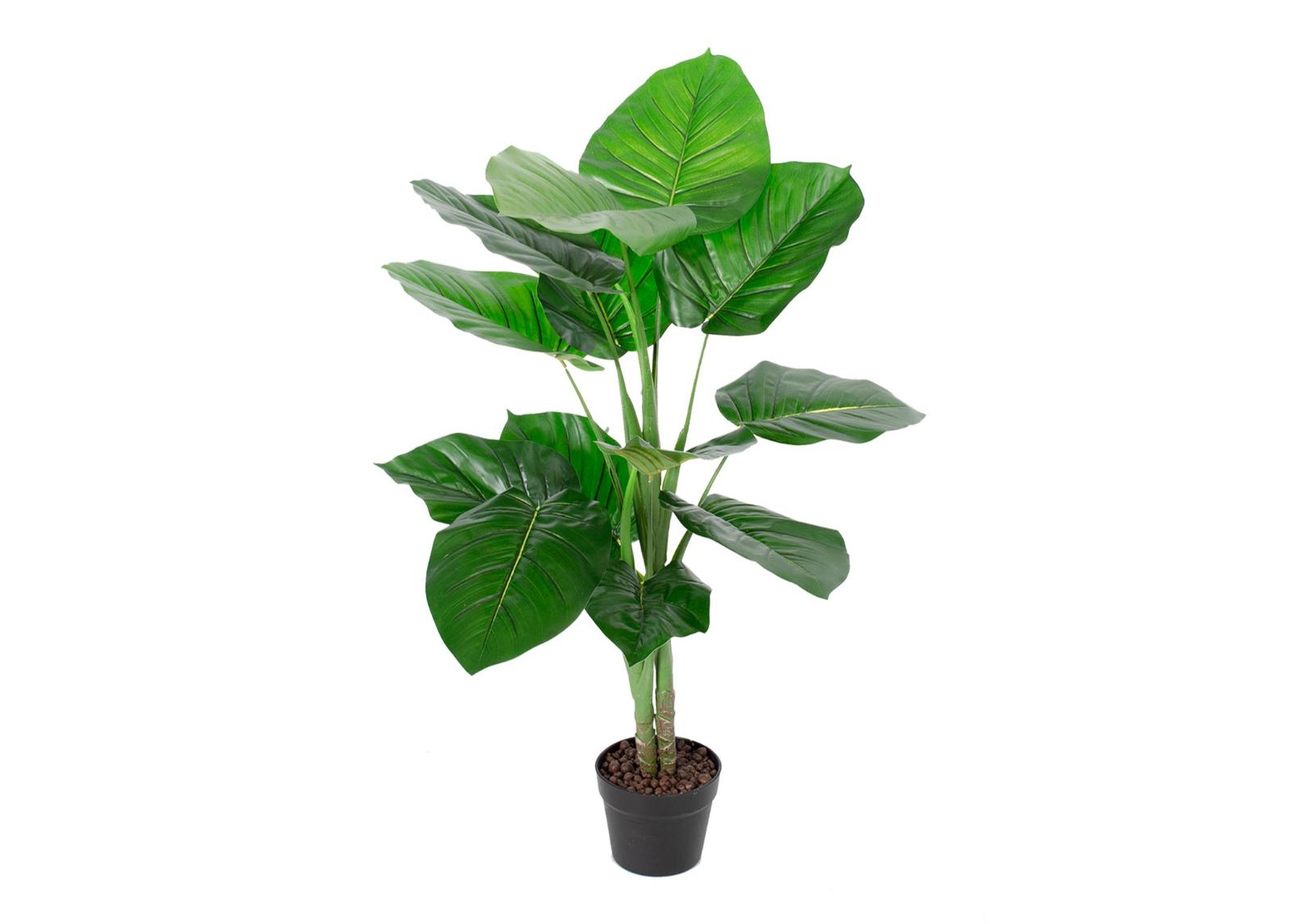Tekopuu Pothos 90 cm