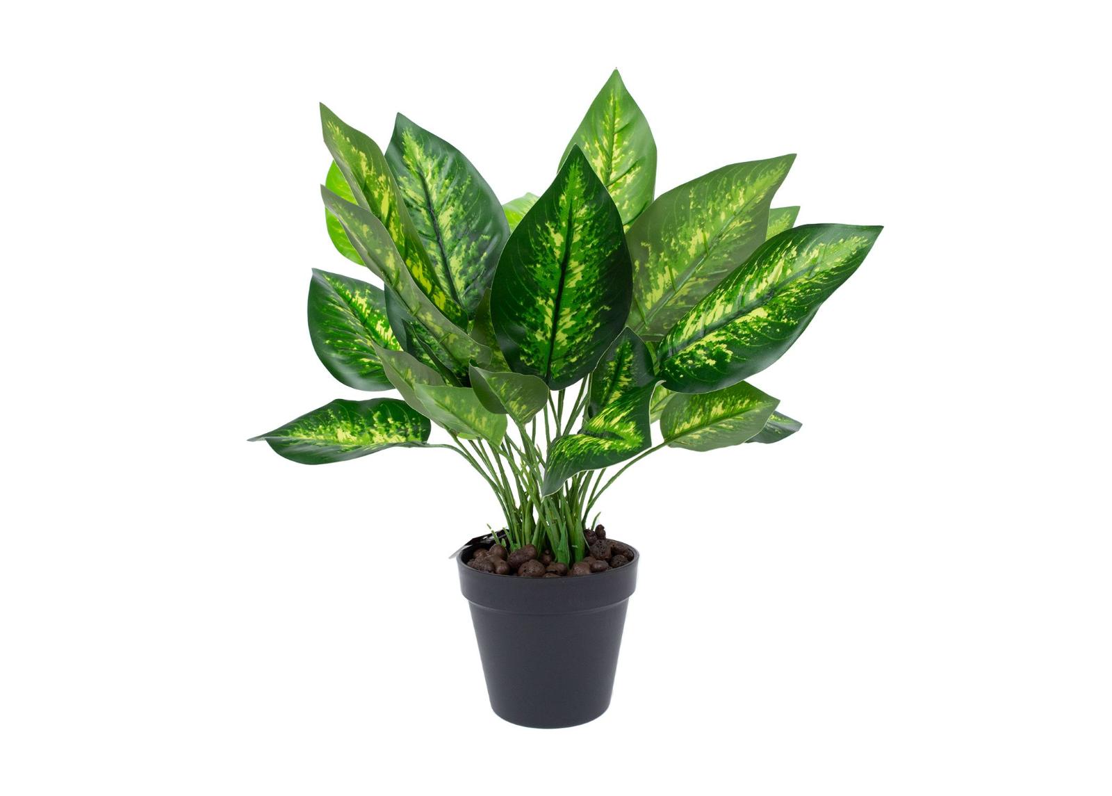 Tekokasvi Dieffenbachia 45 cm