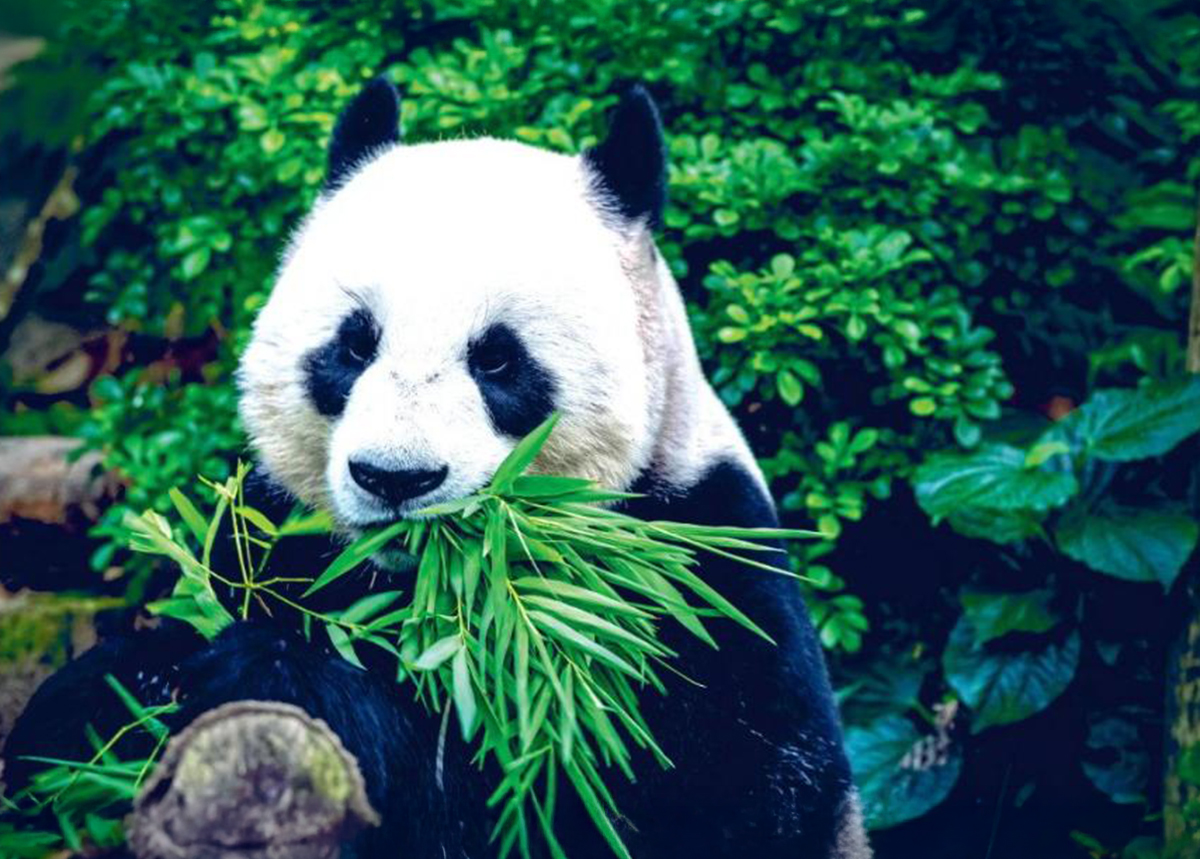 Non-woven kuvatapetti Giant Panda 368x254 cm