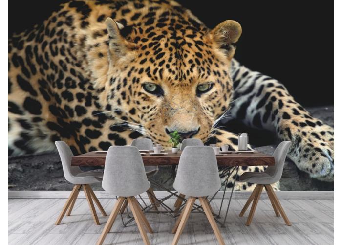 Non-woven kuvatapetti Close Up Leopard Portrait 368 x 254 cm